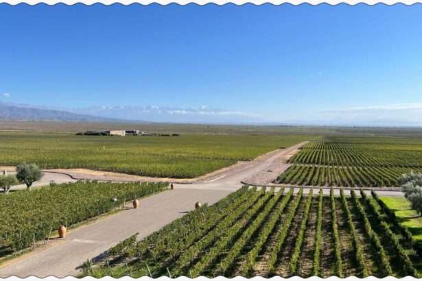 View of the vineyards and the mountains from the Bodega Monteviejo in Mendoza