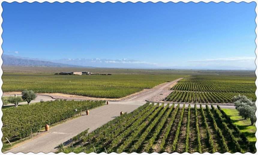 View of the vineyards and the mountains from the Bodega Monteviejo in Mendoza