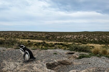 A penguin standing on gravel with a grassy plain behind - Punta Tombo