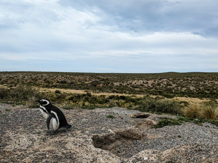 A penguin standing on gravel with a grassy plain behind - Punta Tombo