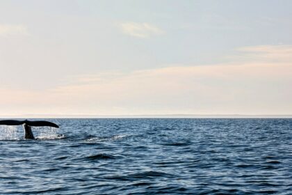 A whale tail above the ocean - whale watching in Puerto Madryn
