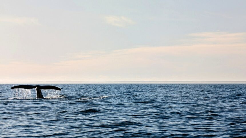 A whale tail above the ocean - whale watching in Puerto Madryn