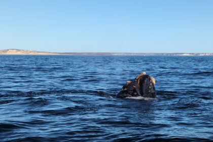 A whale popping up from the ocean - Valdes Peninsula