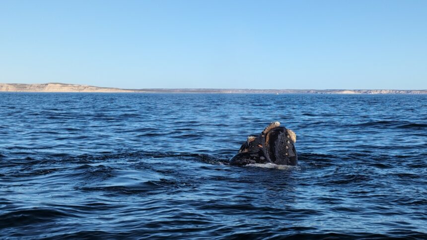 A whale popping up from the ocean - Valdes Peninsula