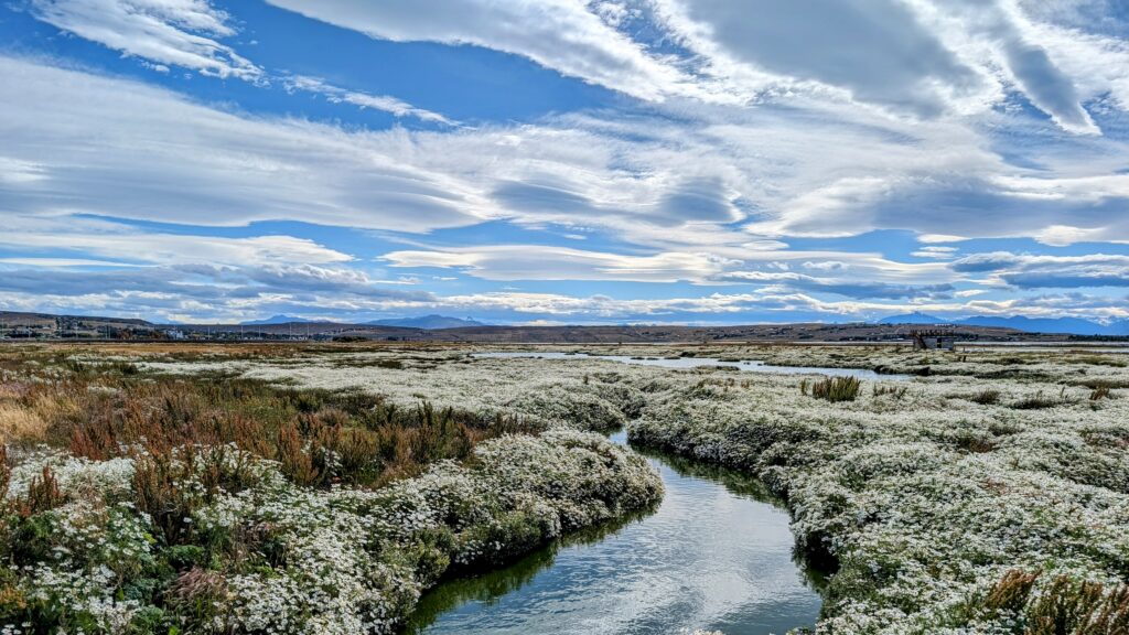 A creek flowing through flowers in a nature reserve