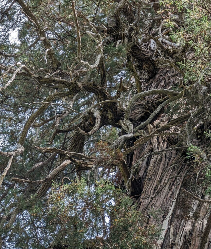 A twisting tree trunk with branches twisting off of it