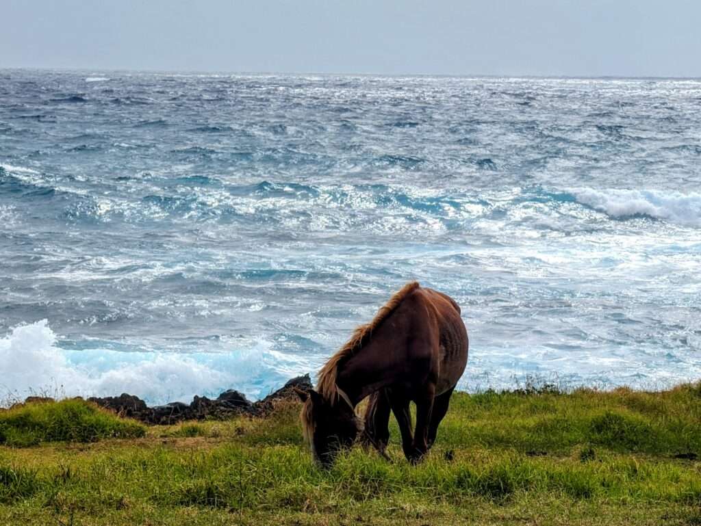 A wild horse eating grass with the ocean in the background - Easter Island Itinerary