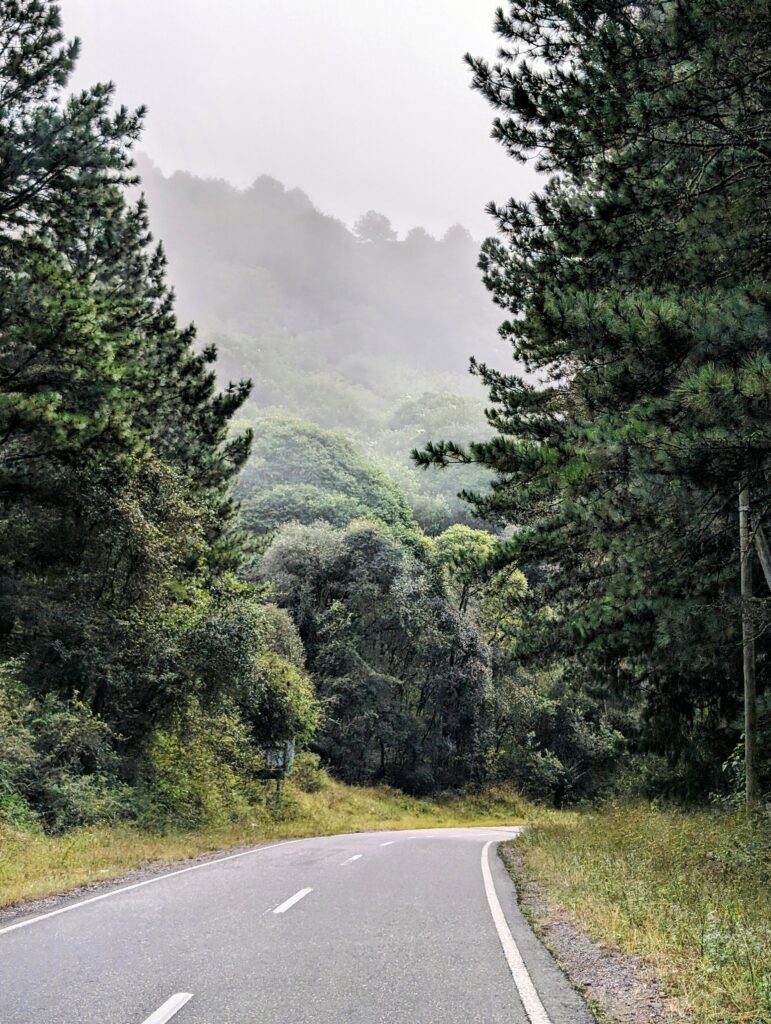 A road lined in large trees that can be driven when visiting Salta