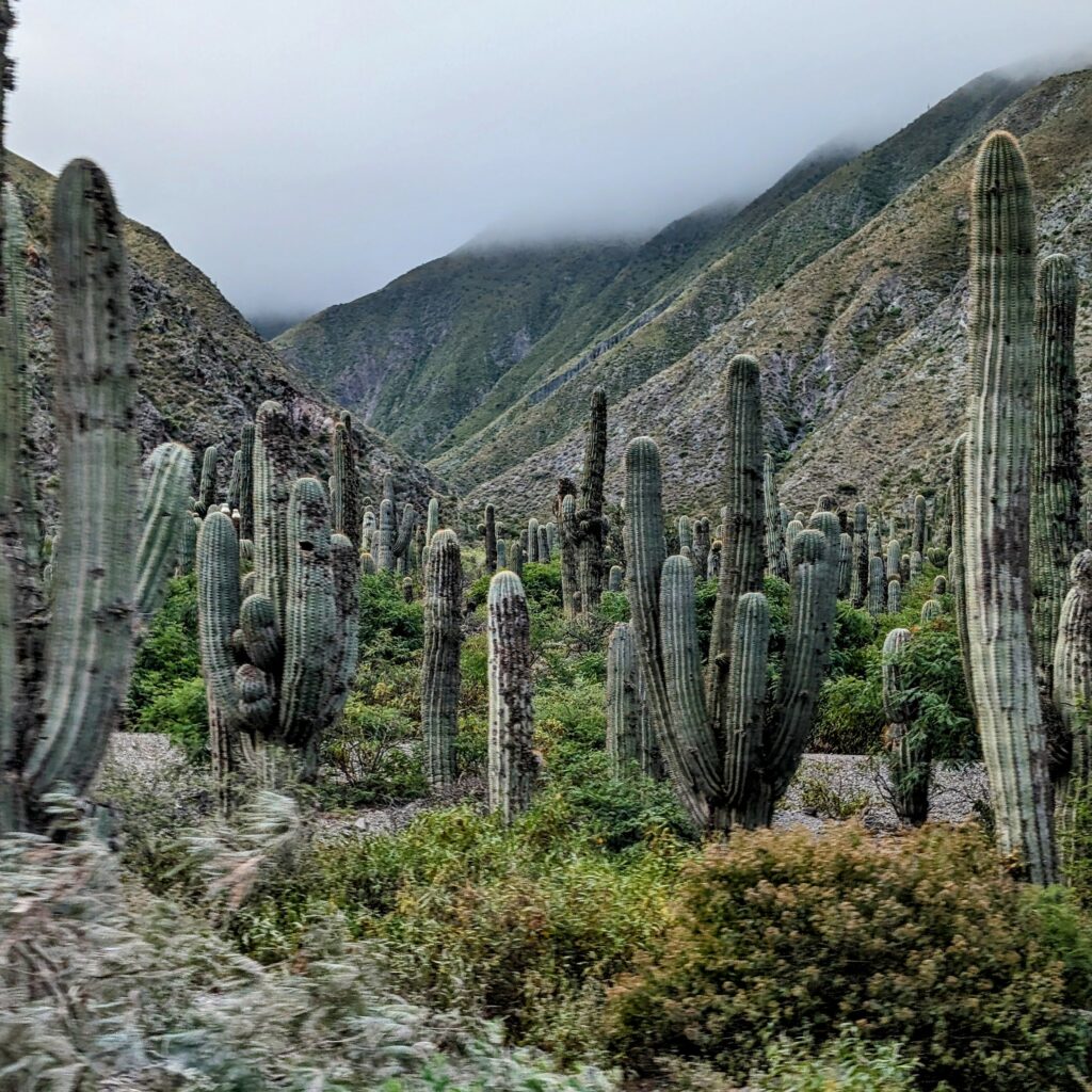 A forest of cactuses on a mountain that can be seen on a route when visiting Salta