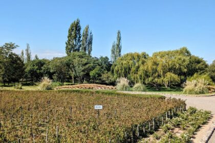 The entrance to a winery with vineyards on either side of the pathway - Best Mendoza Wineries