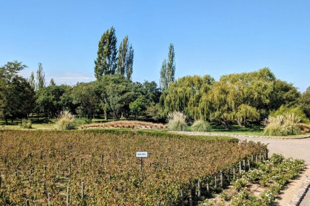 The entrance to a winery with vineyards on either side of the pathway - Best Mendoza Wineries