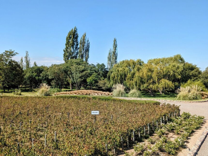 The entrance to a winery with vineyards on either side of the pathway - Best Mendoza Wineries