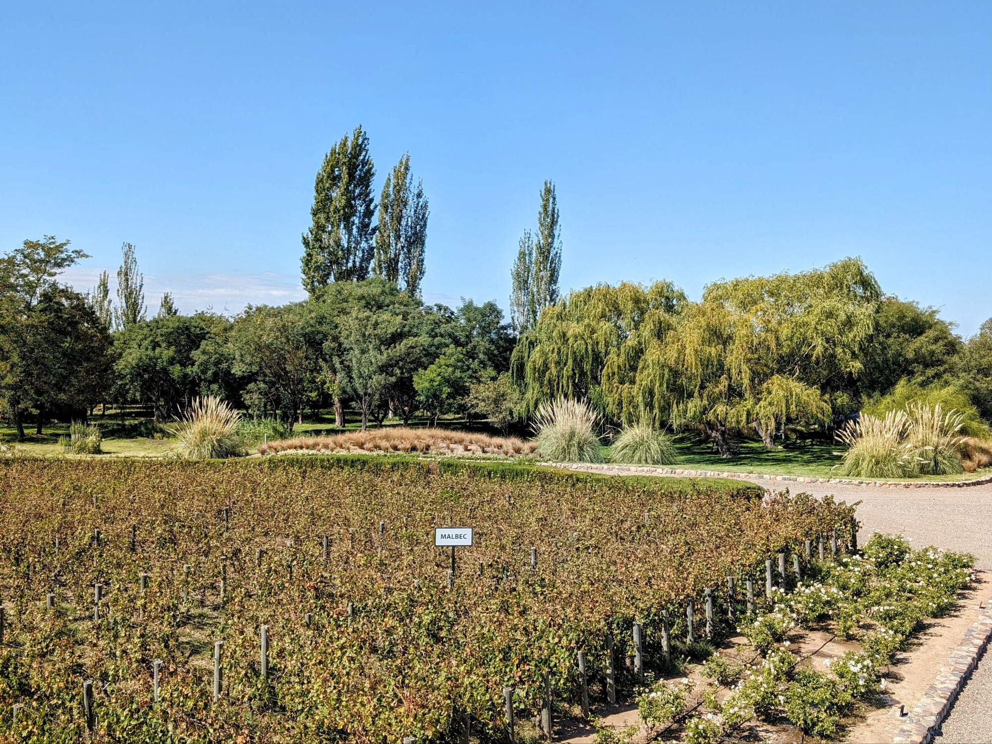 The entrance to a winery with vineyards on either side of the pathway - Best Mendoza Wineries