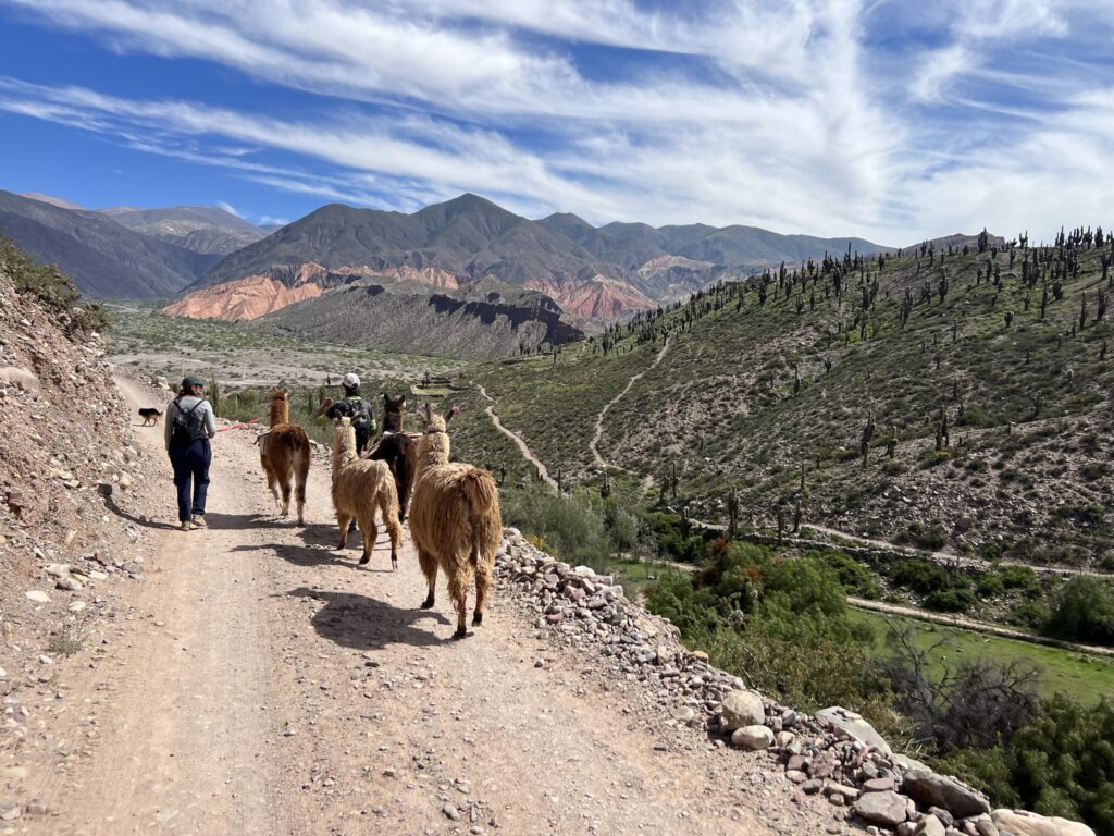 A woman walking with a few llamas on a dirt path