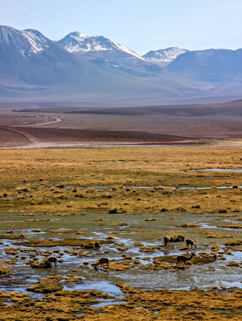 Wetlands with some animals drinking water and mountains in the background outside of San Pedro de Atacama