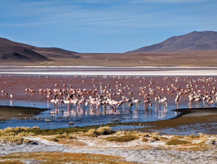 A red lake with flamingos that can be seen when visiting the Uyuni Salt Flats