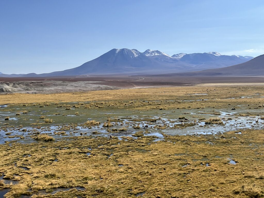 A wetland with different animals drinking water in the Atacama desert