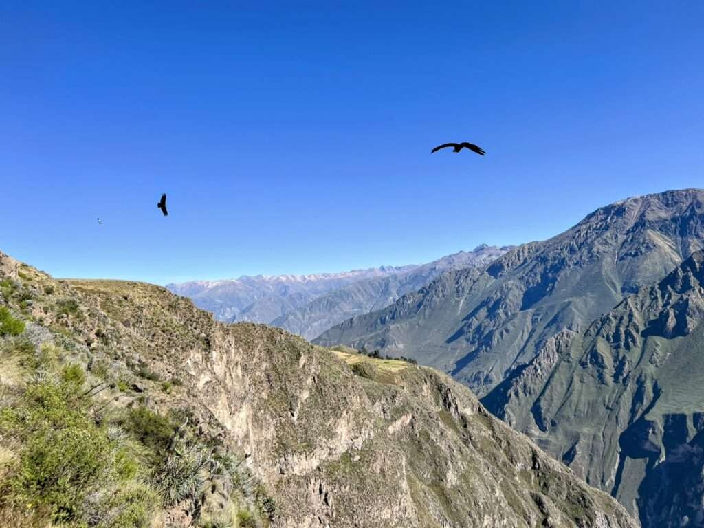 Condors flying above the Colca Canyon and one of the best things to do in Arequipa