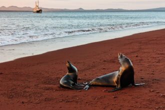 Two Galapagos sea lions on the red sand beach of Rabida Island with a boat docked in the bay