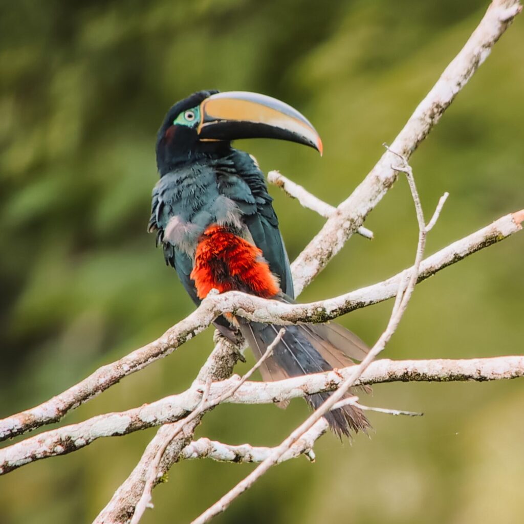 A toucan in the branches of a tree in the Amazon Rainforest as seen from an Amazon resort