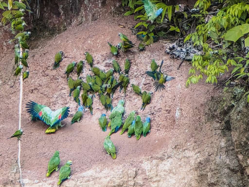 Green parrots on the bank of a river pecking at the clay rocks