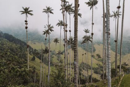 The cloud forest of palm trees in the Cocora Valley outside of Salento - one of the best things to do in Salento