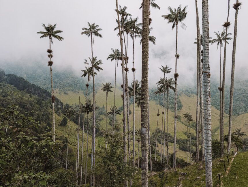 The cloud forest of palm trees in the Cocora Valley outside of Salento - one of the best things to do in Salento