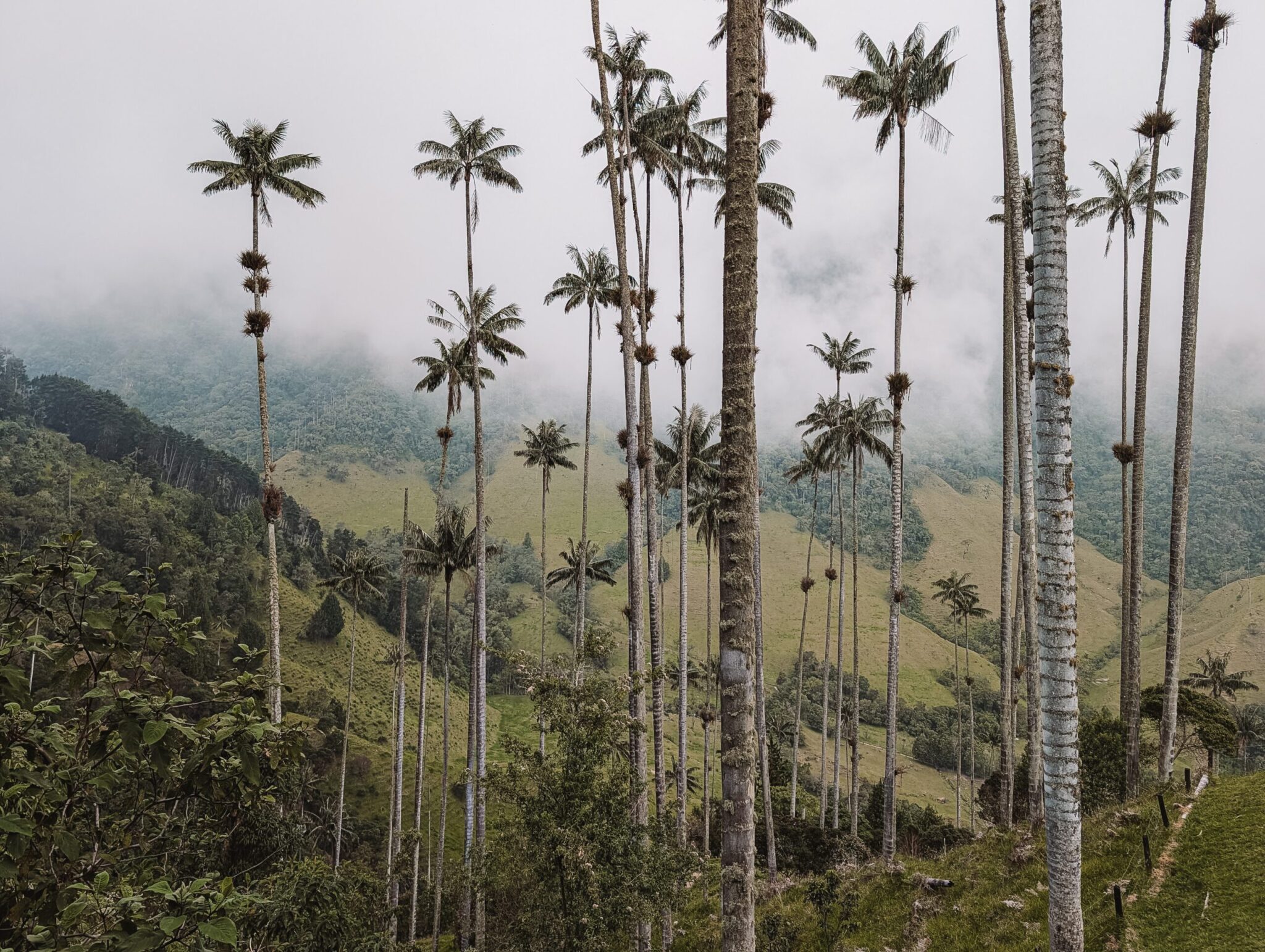 A Comprehensive Travel Guide of the Eje Cafetero Region with the Top ...