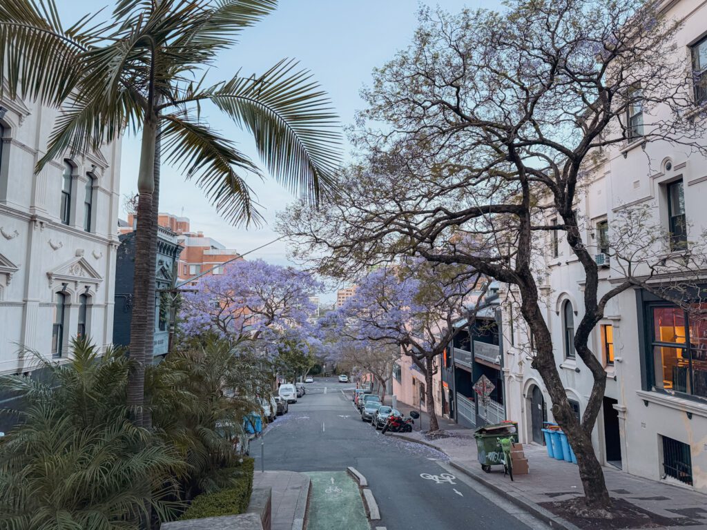 A tree-lined street in a city - is australia safe
