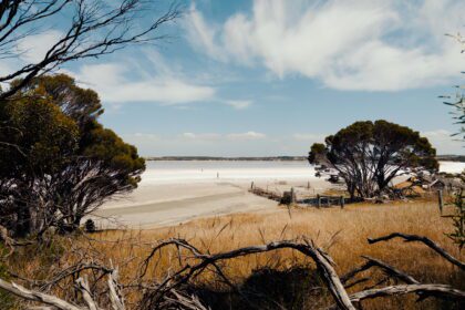 A landscape of yellow grass and dry trees on Kangaroo Island