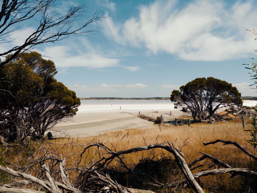 A landscape of yellow grass and dry trees on Kangaroo Island