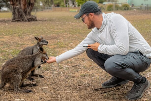 A man feeding two wallabies out of his hand when visiting Kangaroo Island