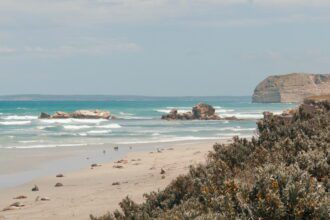 Seals laying on a beach as seen from the vegetation above - Kangaroo Island itinerary
