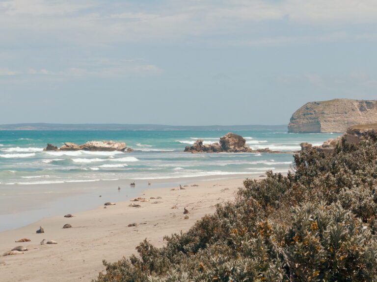 Seals laying on a beach as seen from the vegetation above - Kangaroo Island itinerary