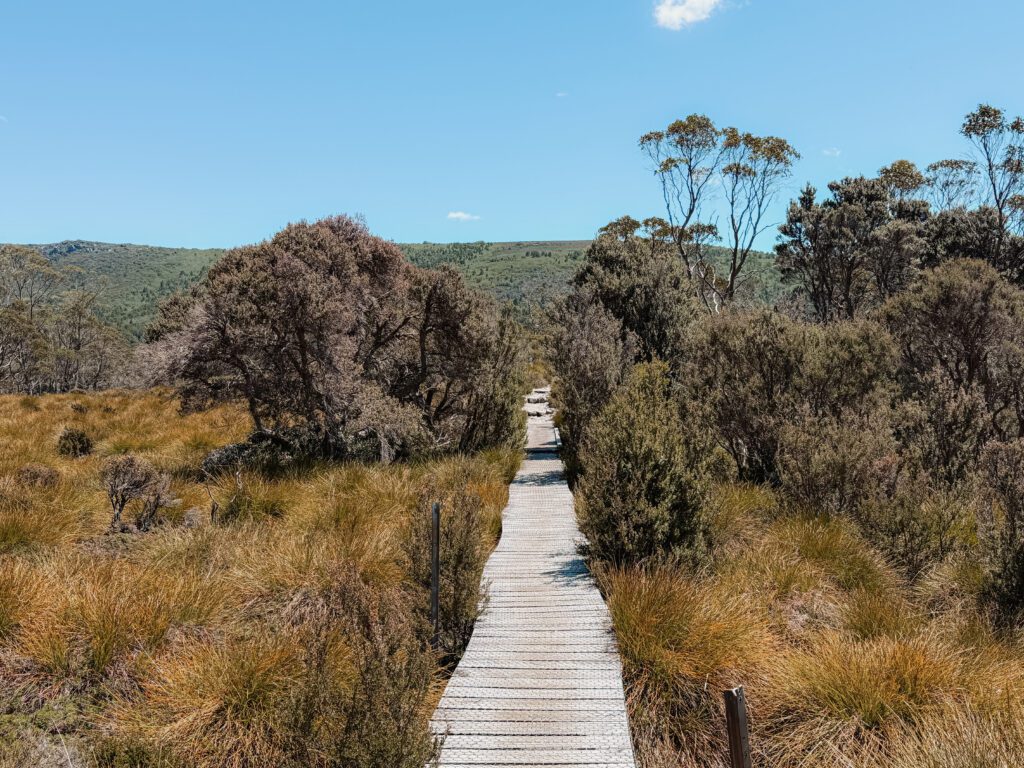 A boardwalk going through low grassy brush - top walks in Cradle Mountain National Park