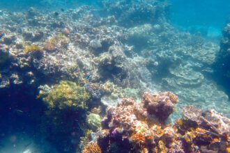An underwater image of a colorful reef - great barrier reef day trip from cairns
