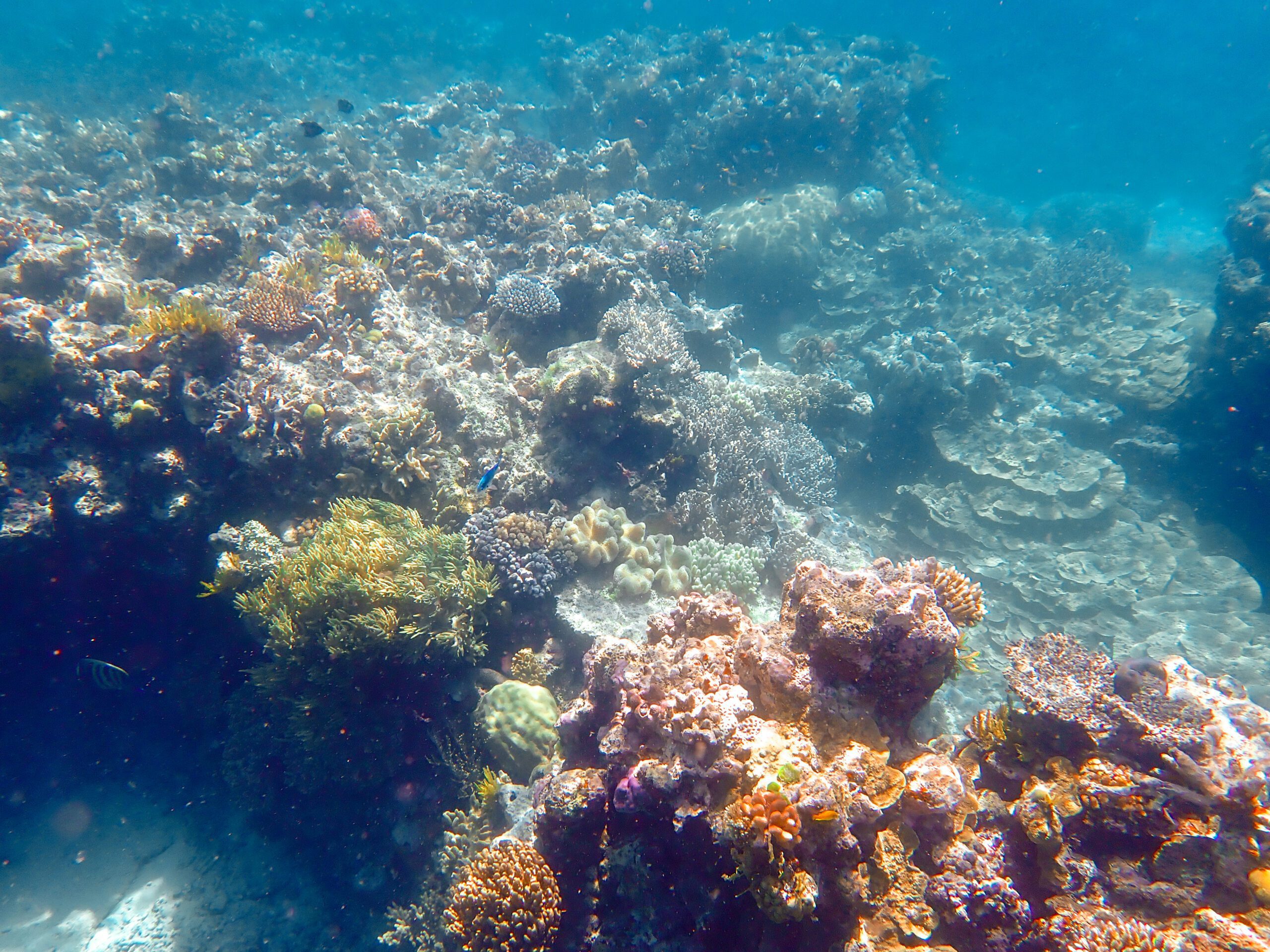An underwater image of a colorful reef - great barrier reef day trip from cairns