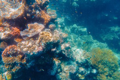 A colorful reef under water - 3 day Cairns itinerary