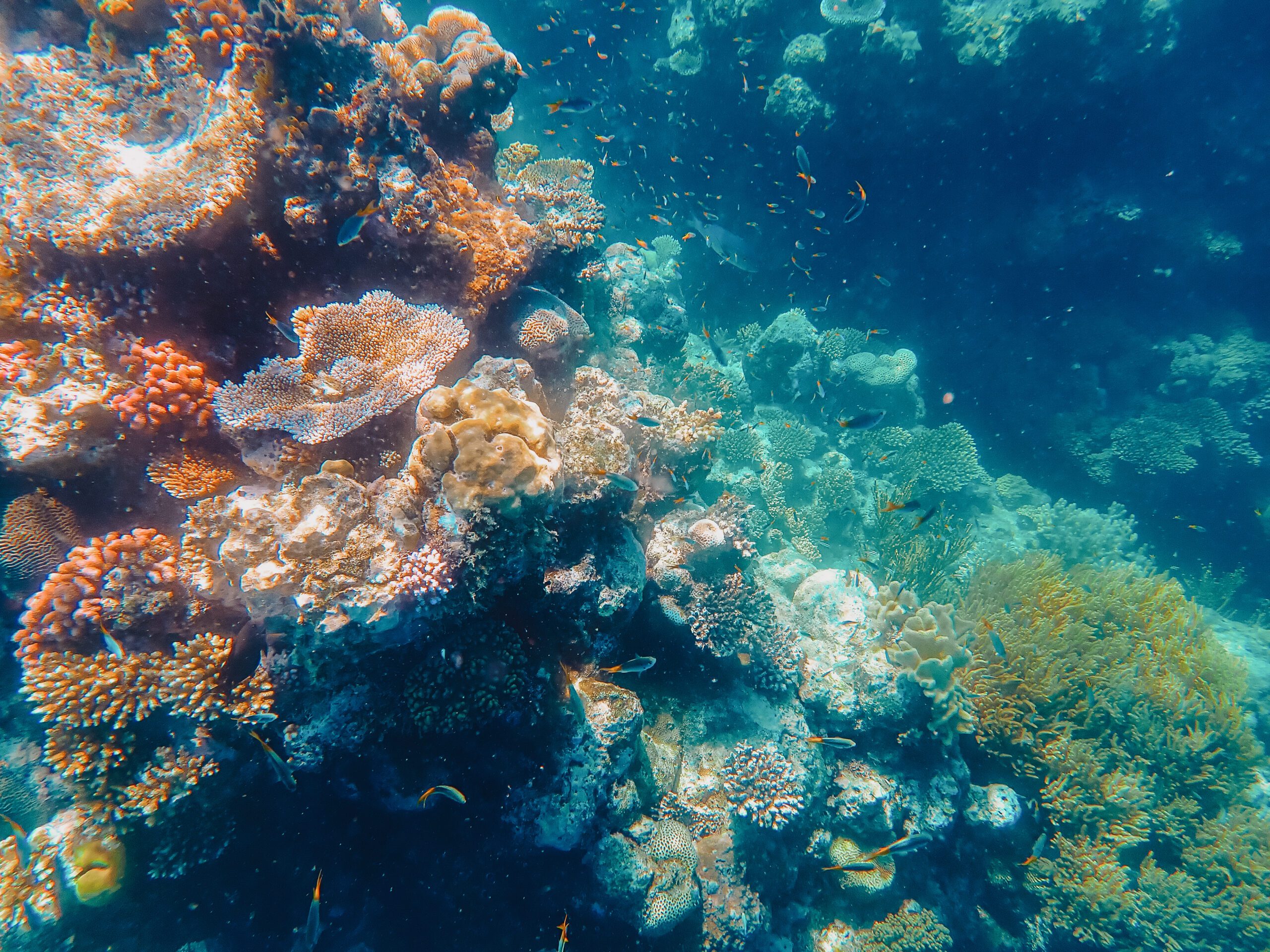 A colorful reef under water - 3 day Cairns itinerary