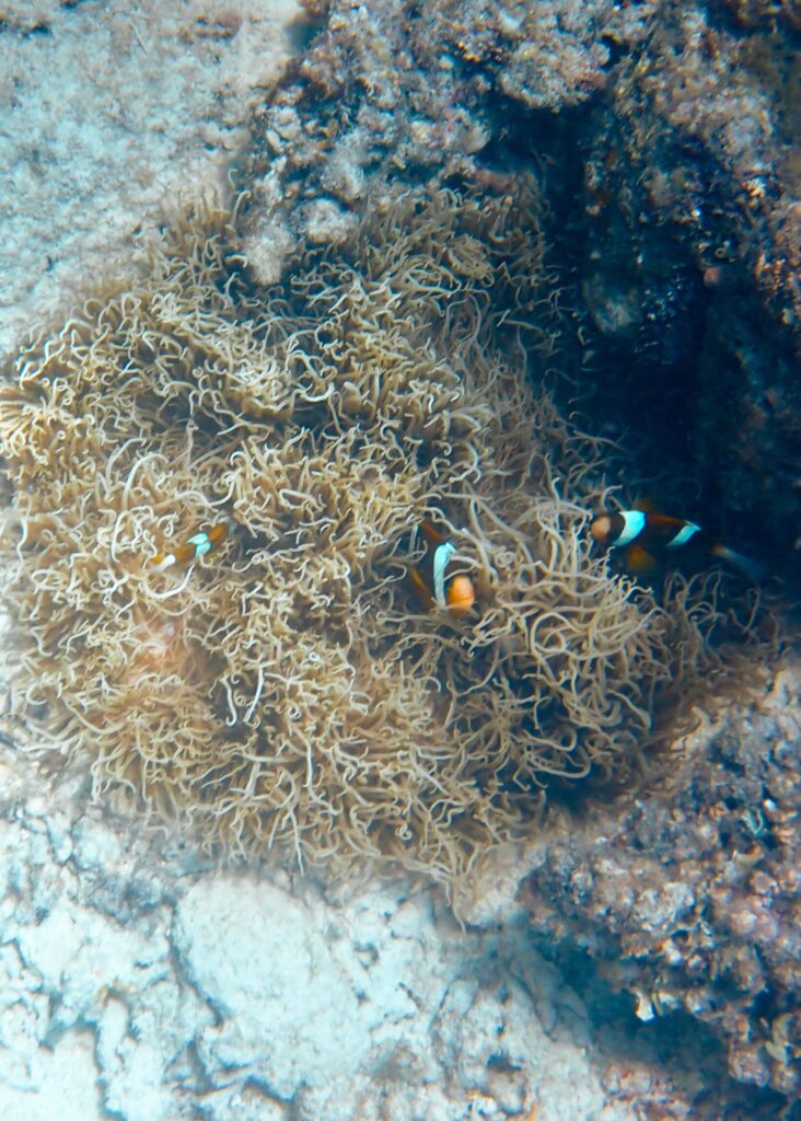 Some orange and white fish swimming above yellow coral as part of the top 10 things to do in Australia