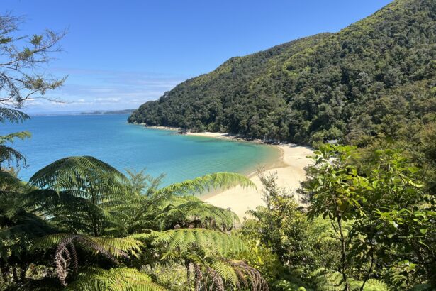Overlooking a tropical beach from a hill in Abel Tasman National Park