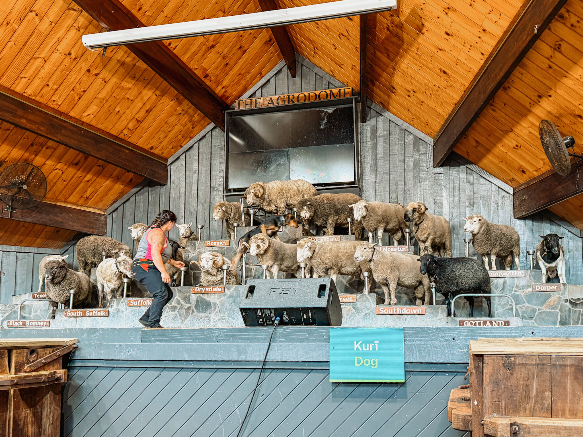 Sheep on a stage as part of a Rotorua itinerary