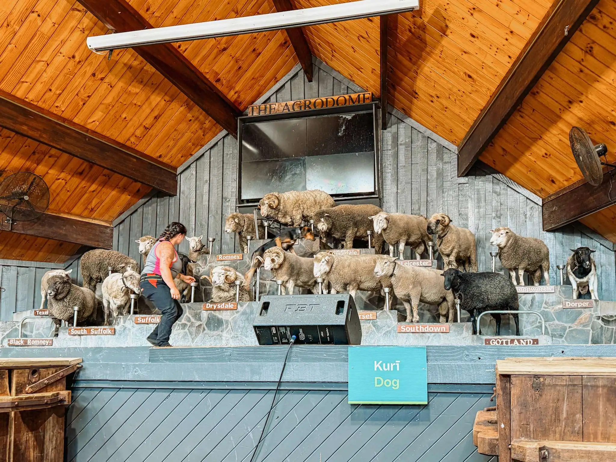 Sheep on a stage as part of a Rotorua itinerary