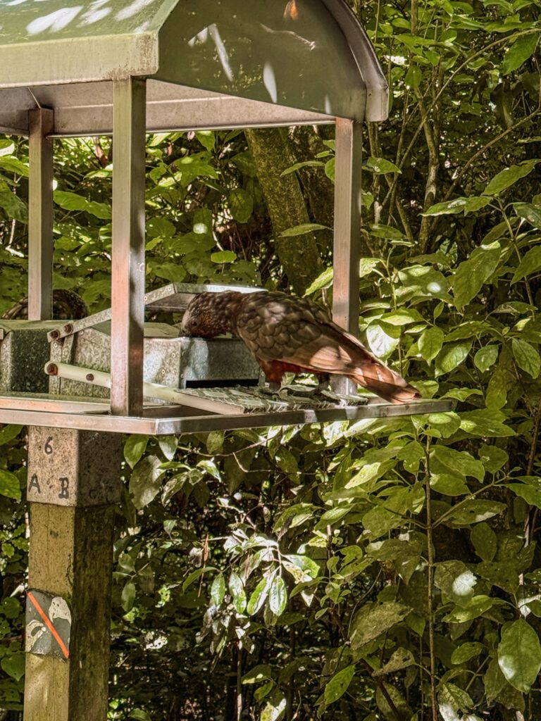 A bird eating out of a feeder in Wellington