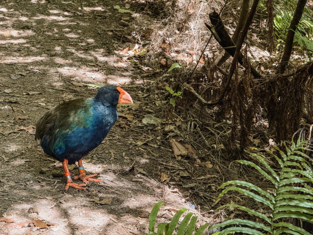 A blue bird with an orange beak walking on a path in Wellington