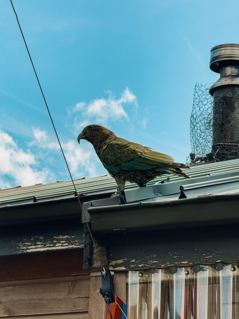 A green bird on a roof in Fiordland National Park