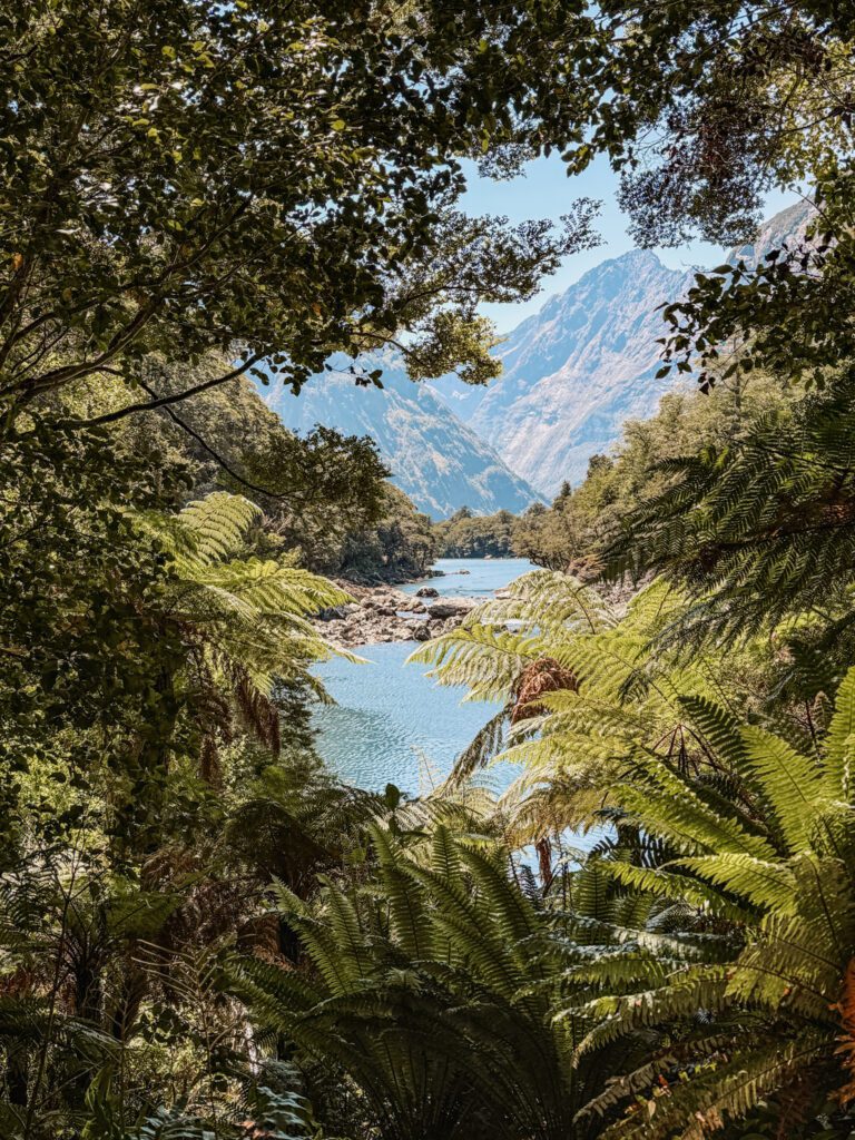 Looking through leaves of trees at a lake beneath a mountain in Fiordland National Park