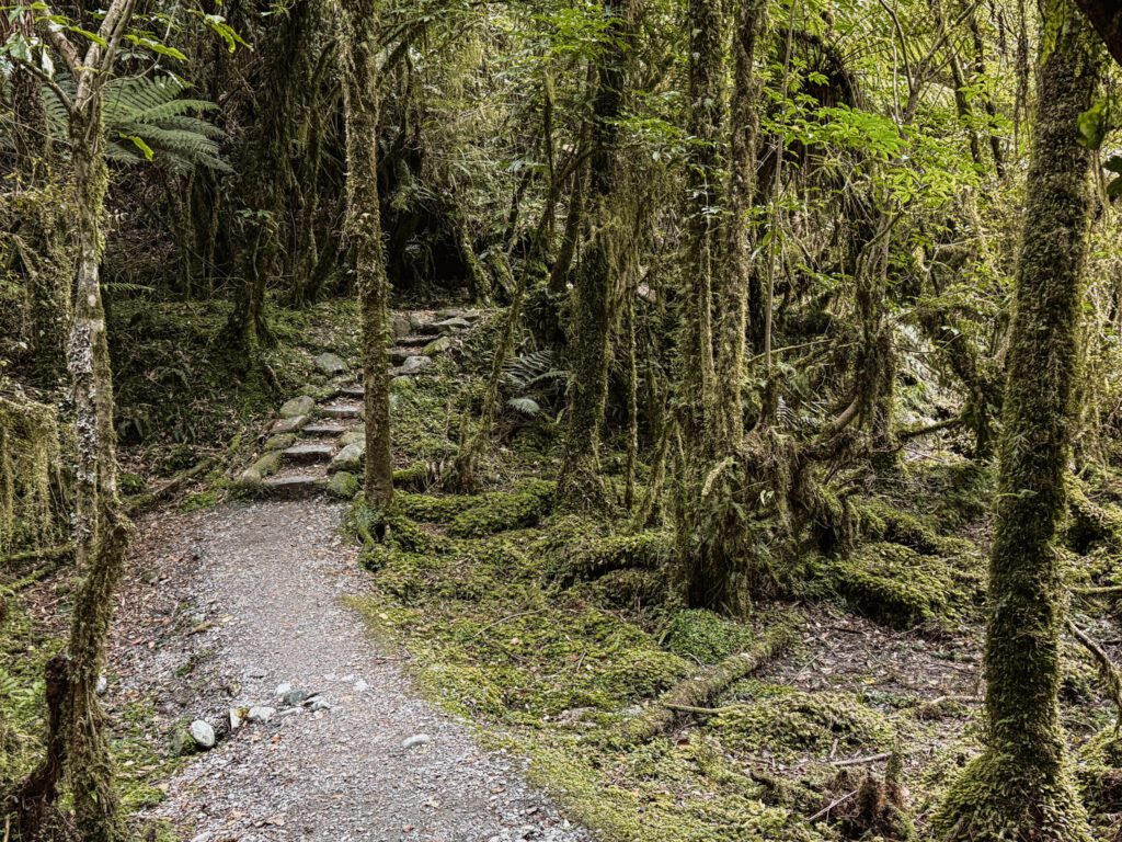 A path through a rainforest in the West Coast of New Zealand