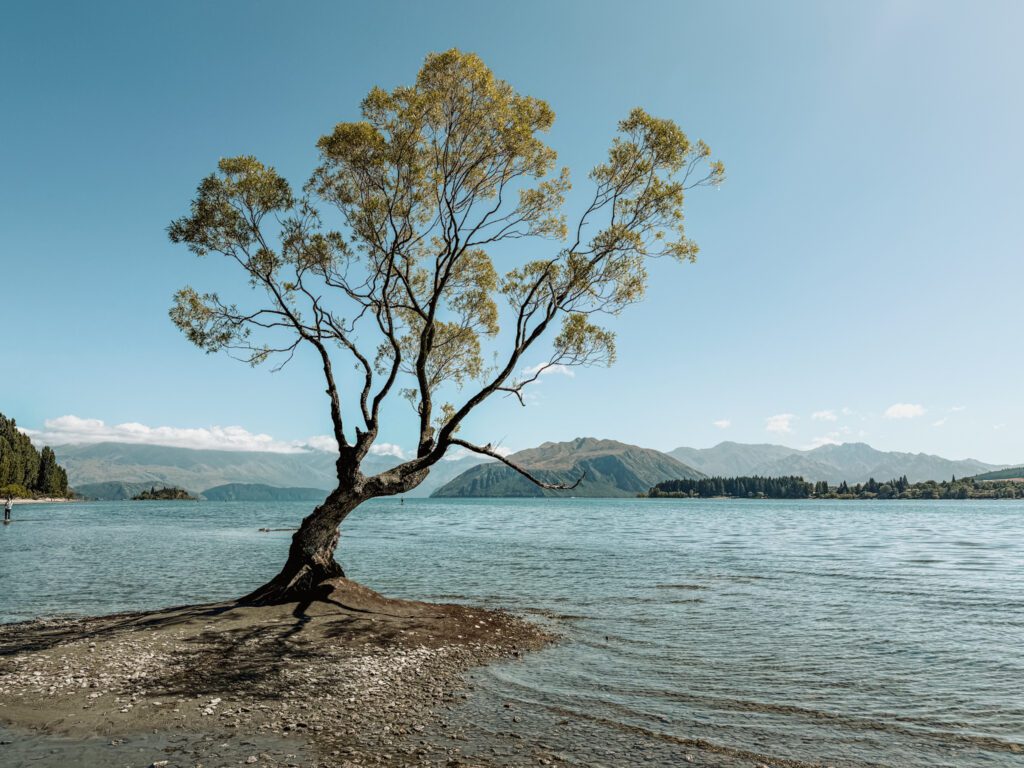 A tree coming out of a lake surrounded by mountains between Queenstown and Christchurch