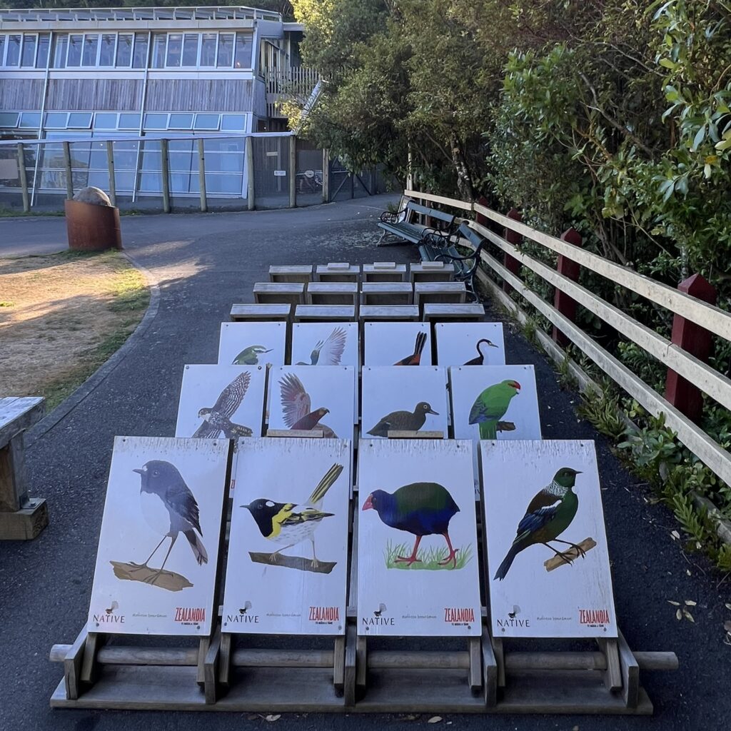 A number of cards with birds on them in a park in New Zealand's Capital city
